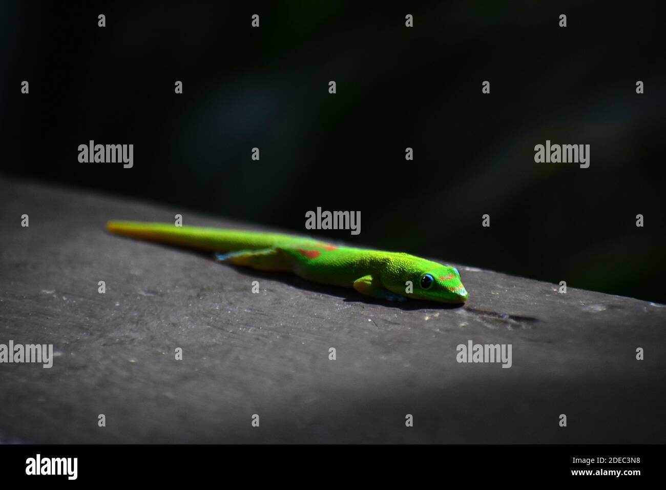 Gold Dust Day Gecko sonnt sich in einem Sonnenstrahl im Waimea Valley, Oahu, Hawaii Stockfoto