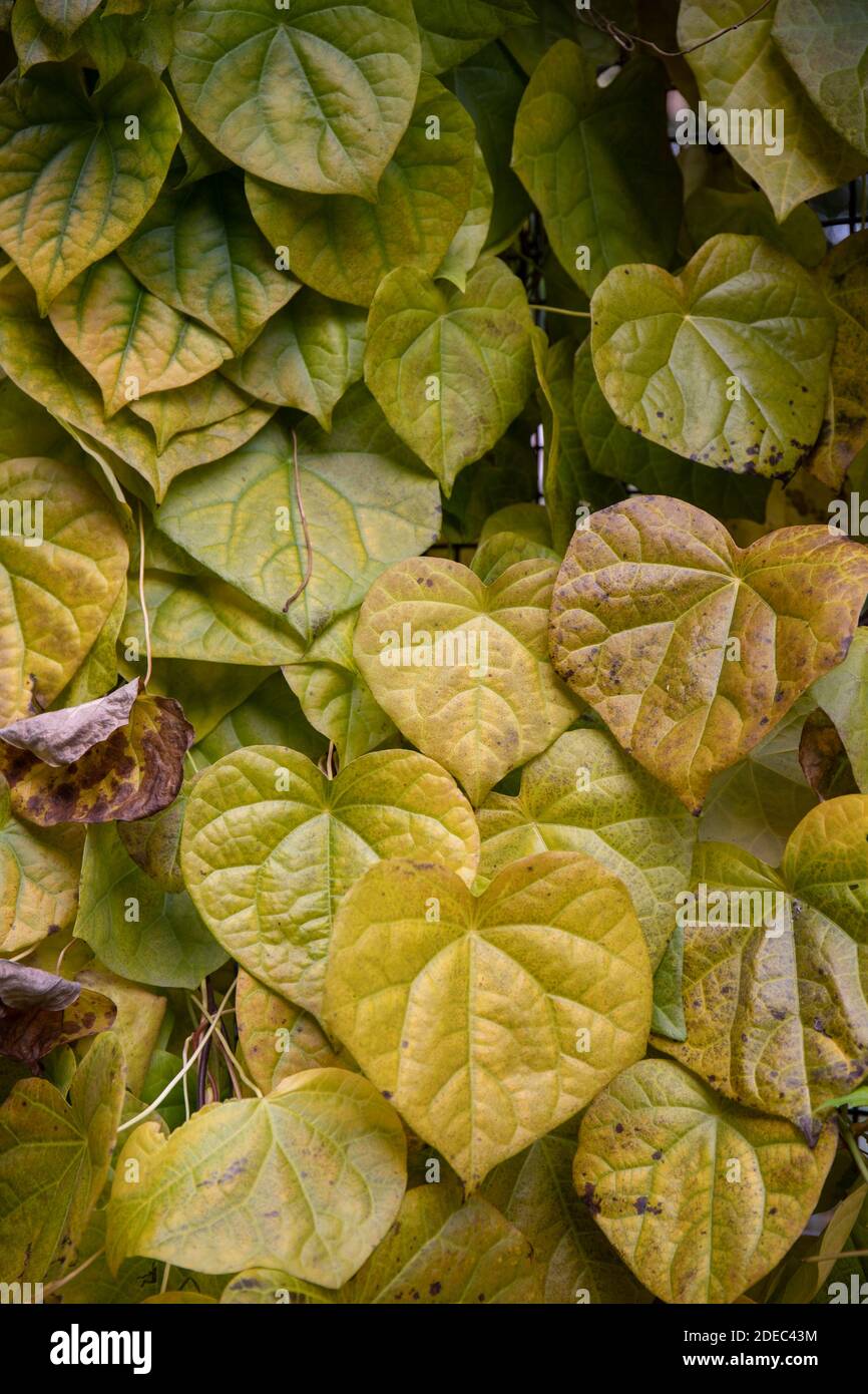 Moonseed (Menispermum dauricum) Blätter im Herbst Stockfoto