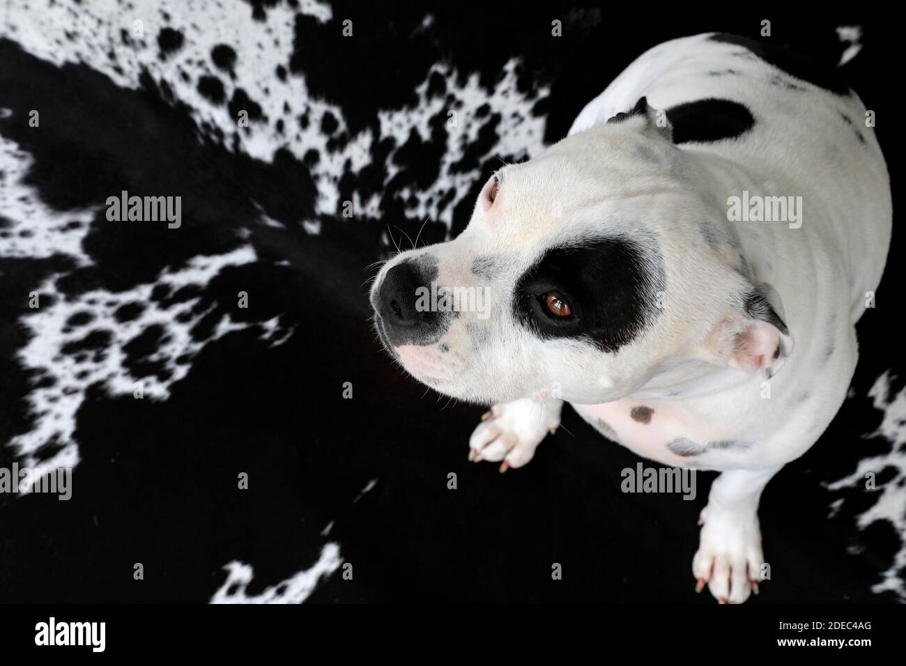 Ein Staffordshire Bullterrier auf einem Kuhmuster Teppich. Stockfoto