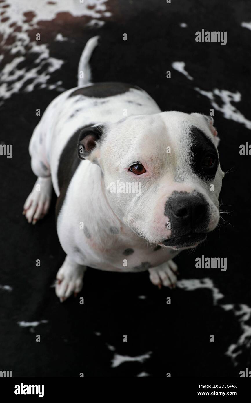Ein Staffordshire Bullterrier auf einem Kuhmuster Teppich. Stockfoto