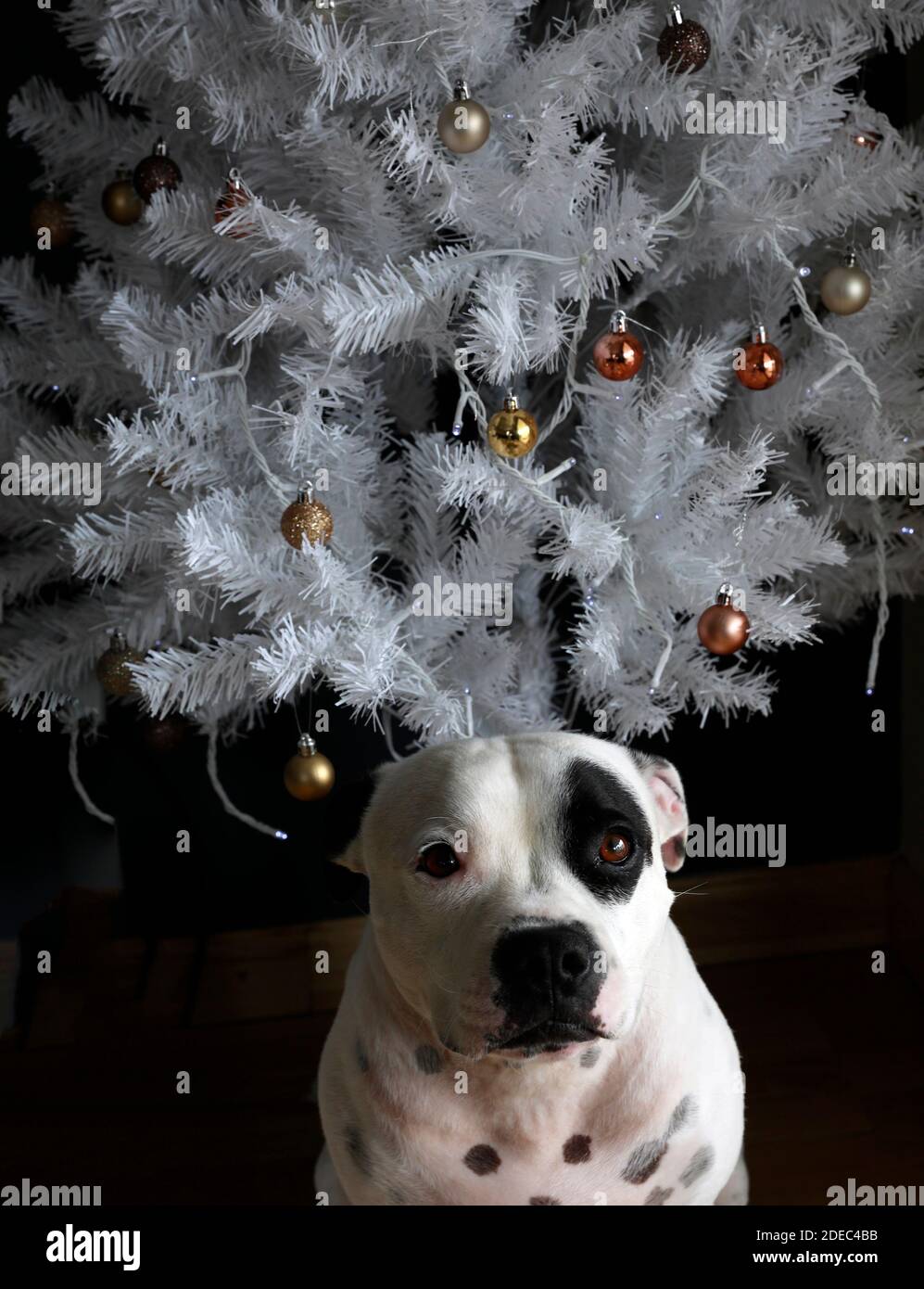 Ein Staffordshire Bullterrier auf einem Kuhmuster Teppich. Stockfoto