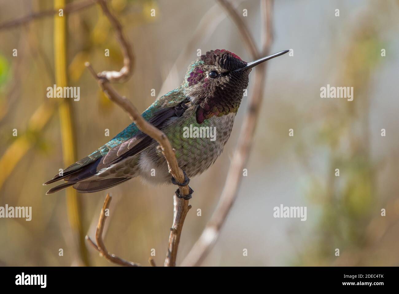 Ein männlicher Annas Kolibri (Calypte anna) aus dem Sacramento National Wildlife Refugium. Stockfoto