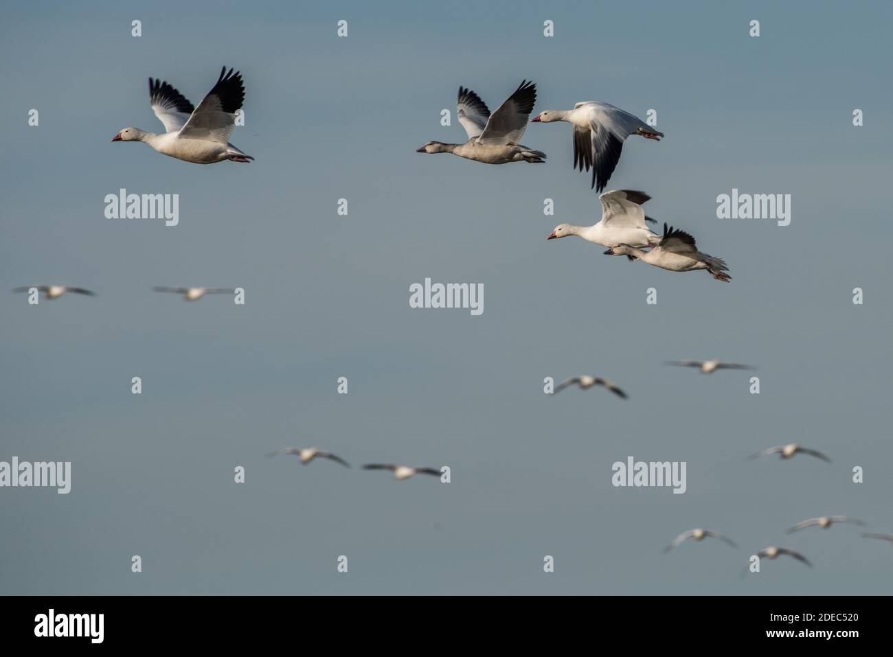 Wandergänse (Anser caerulescens) kommen im Spätherbst zu Zehntausenden in Sacramento NWR in Kalifornien an. Stockfoto