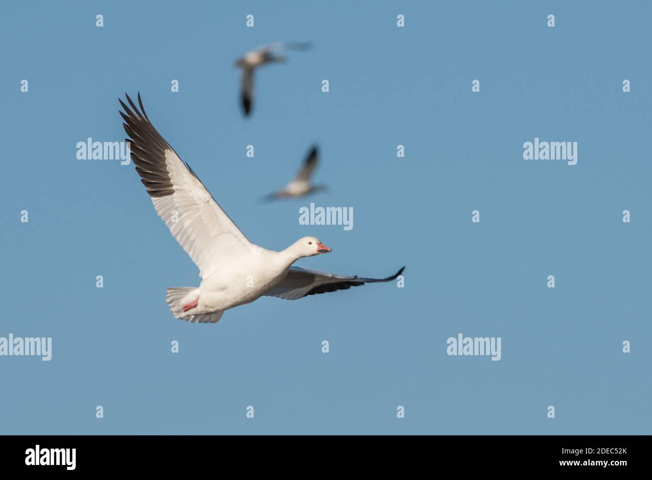 Eine Schneegans (Anser caerulescens) fliegt über Sacramento NWR im zentralen Tal von Kalifornien. Stockfoto