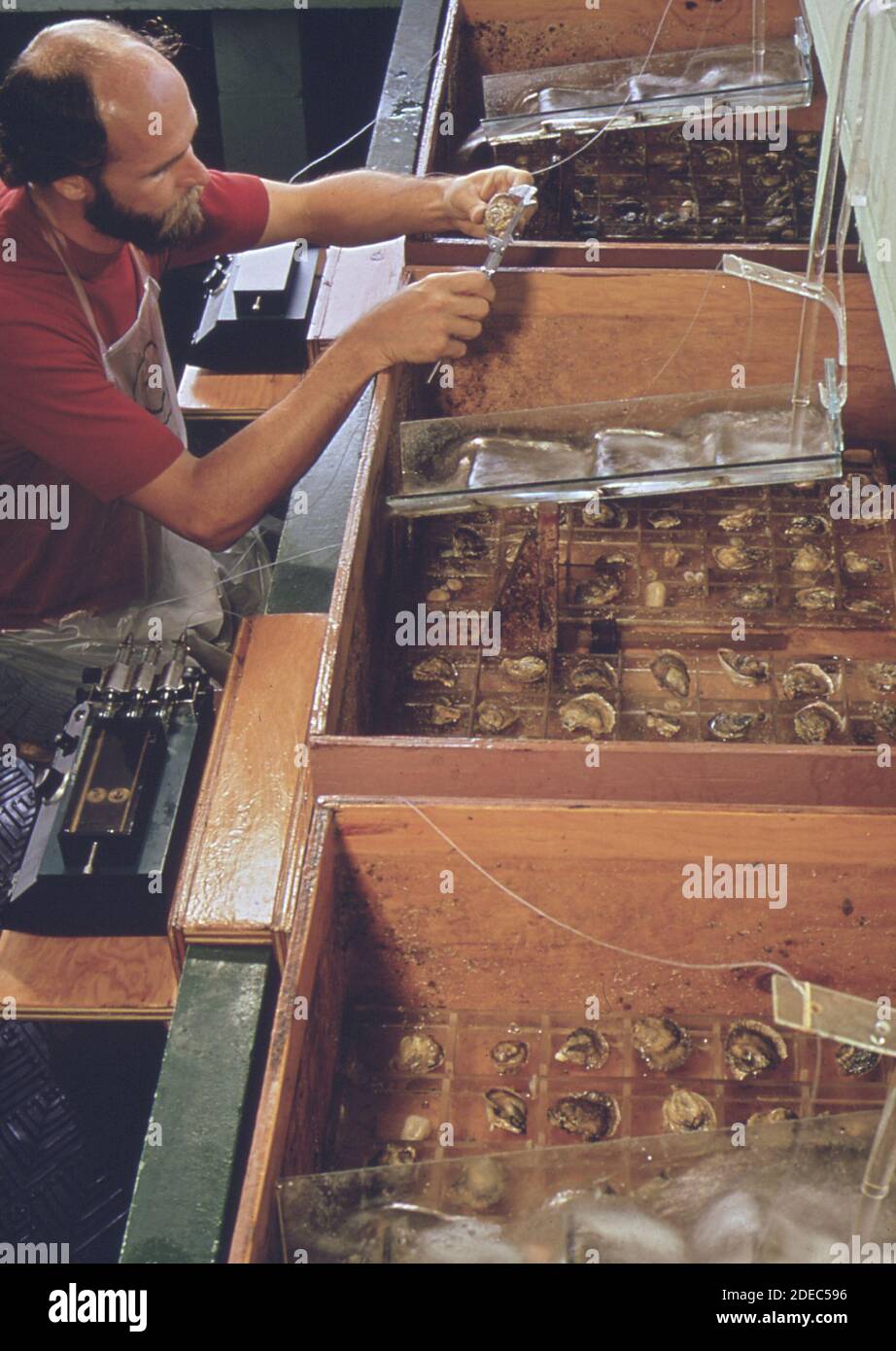 1970er Foto (1972) - EPA Gulf Breeze Laboratory: Das Nass-Labor für Bioassays. Mit Caliper der Fischereibiologe misst das Wachstum von Austern nach der Exposition gegenüber Pestiziden Stockfoto