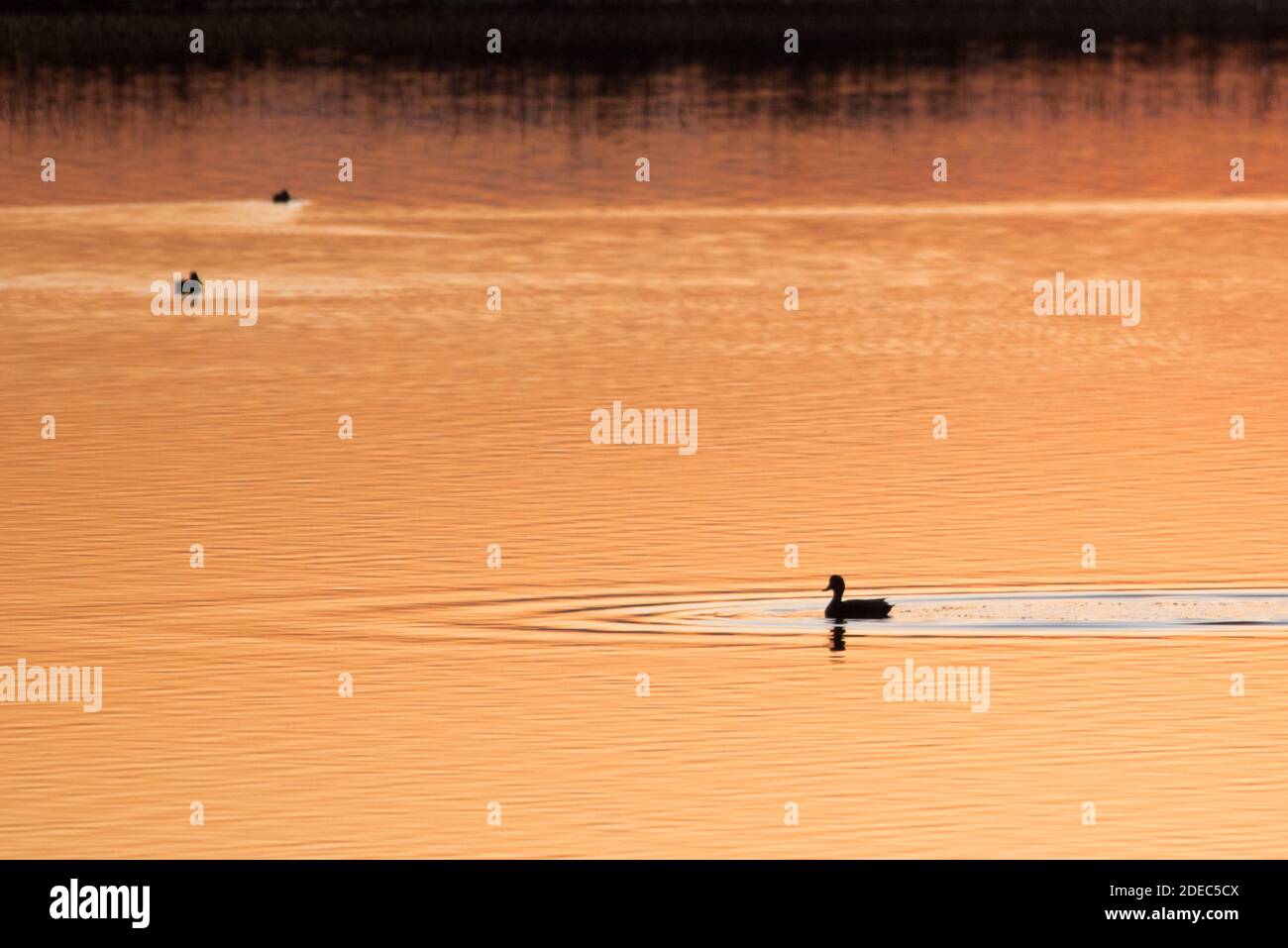 Eine Ente auf dem Wasser in Sacramento NWR am späten Abend, während die untergehende Sonne das Sumpf in goldenes Licht taucht. Stockfoto
