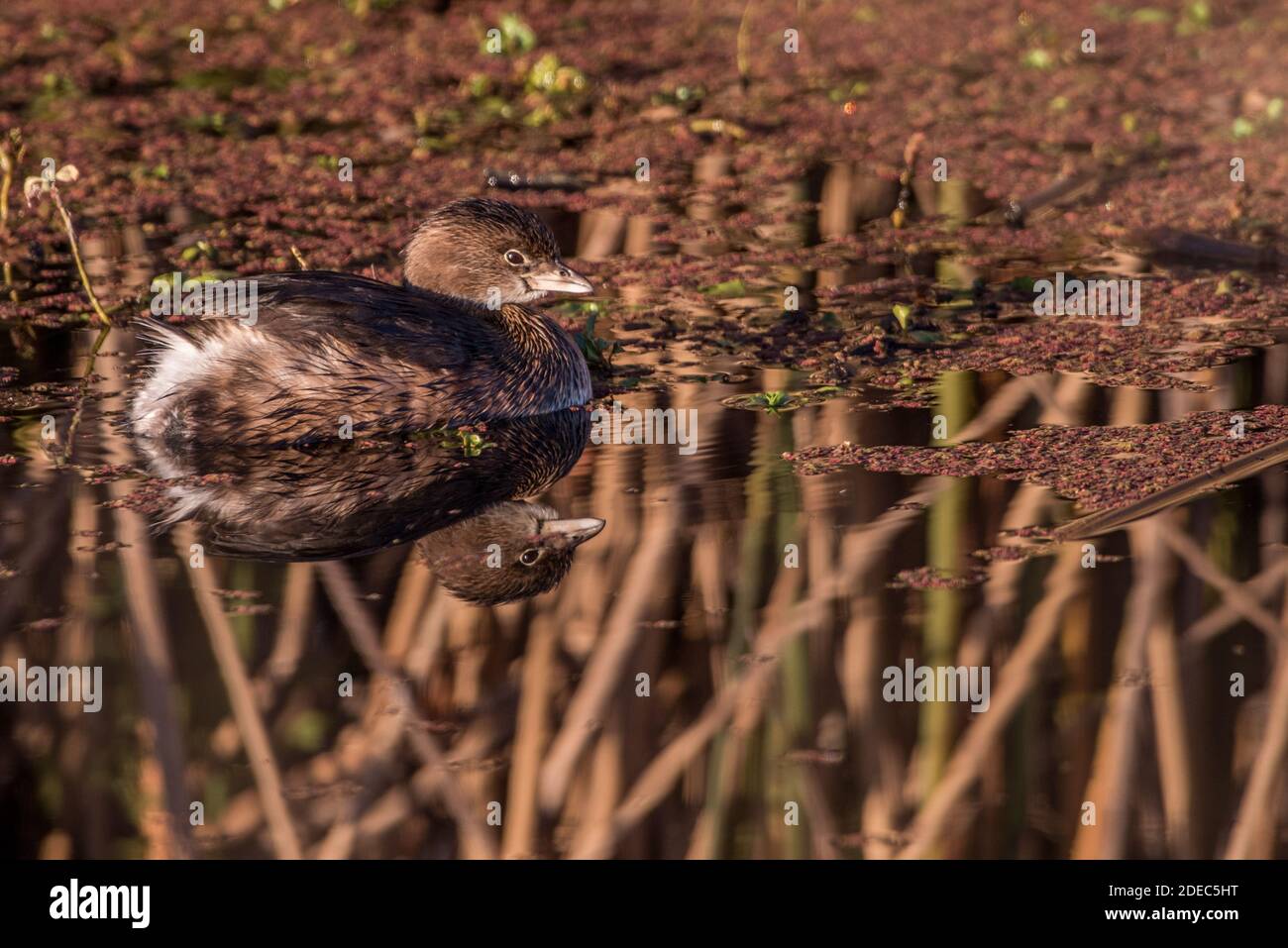 Ein Schabrackenfischer (Podilymbus podiceps) schwimmt auf der Wasseroberfläche inmitten der Reflexionen der Vegetation im Sacramento National Wildlife Refugium. Stockfoto