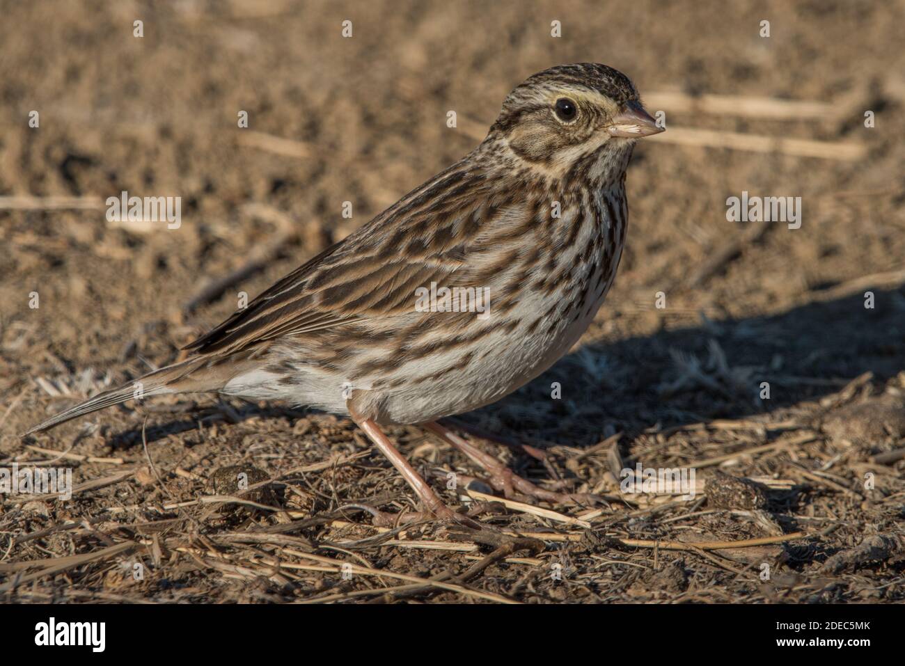 Ein Savannah Sparrow (Passerculus sandwichensis) vom Sacramento National Wildlife Refuge in Kalifornien. Stockfoto