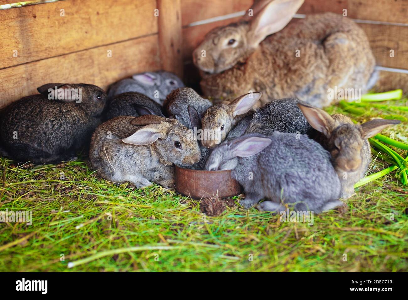 Tierarzt Für Kaninchen In Der Nähe Kaninchenzucht -Fotos und -Bildmaterial in hoher Auflösung – Alamy