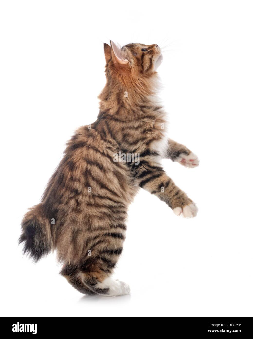 Kurilian Bobtail vor weißem Hintergrund Stockfoto