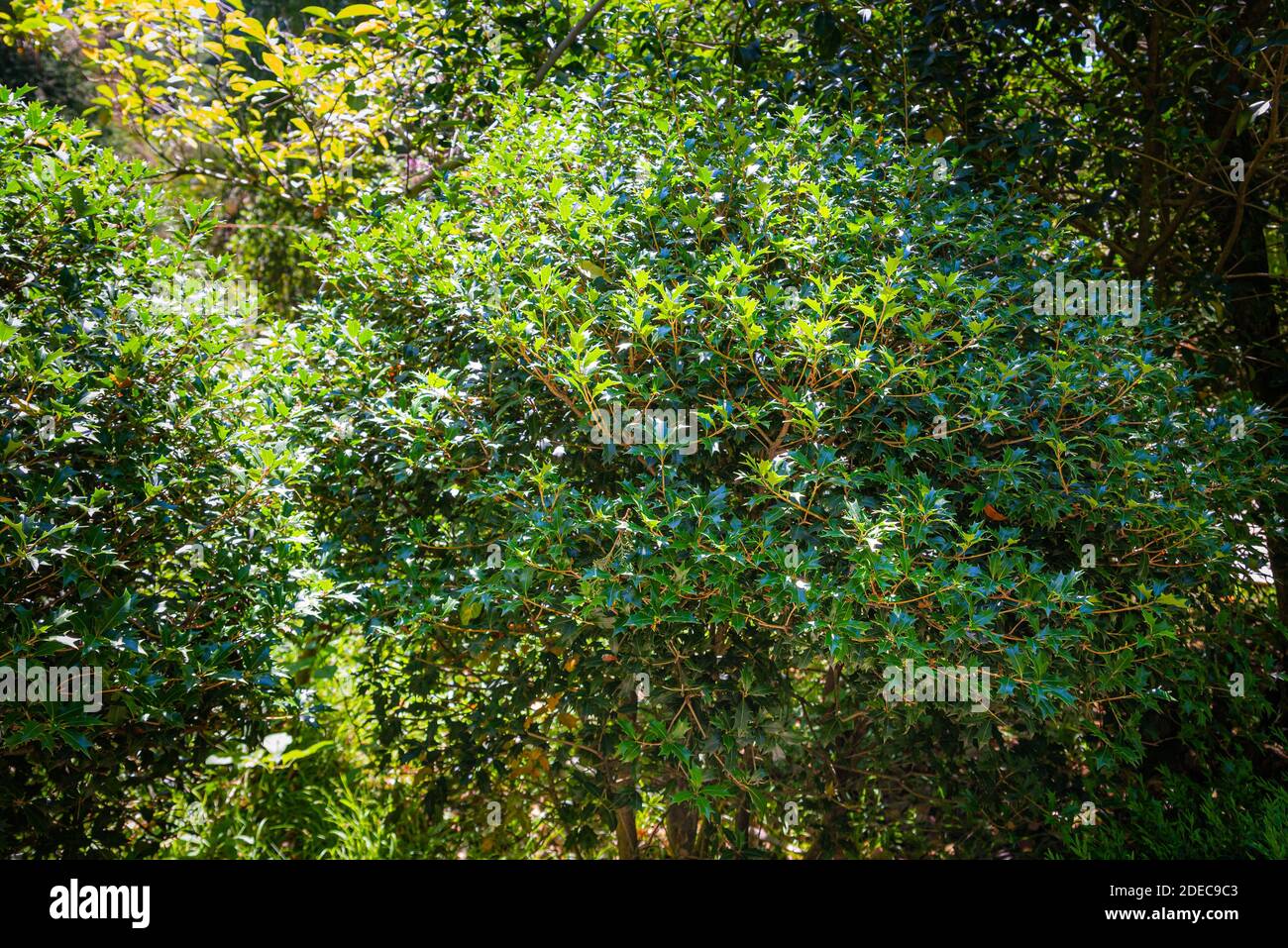 Osmanthus heterophyllus busch. Natürliches grünes Blattmuster. Abstrakt modern trendy Textur Hintergrund. Stockfoto