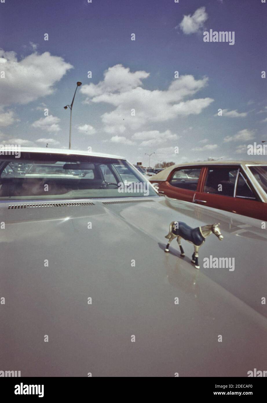 Foto der 1970er Jahre (1973) - Pferd auf einer Haube--außerhalb Shea Stadium in Flushing Meadow Park; Queens (New York City) Stockfoto