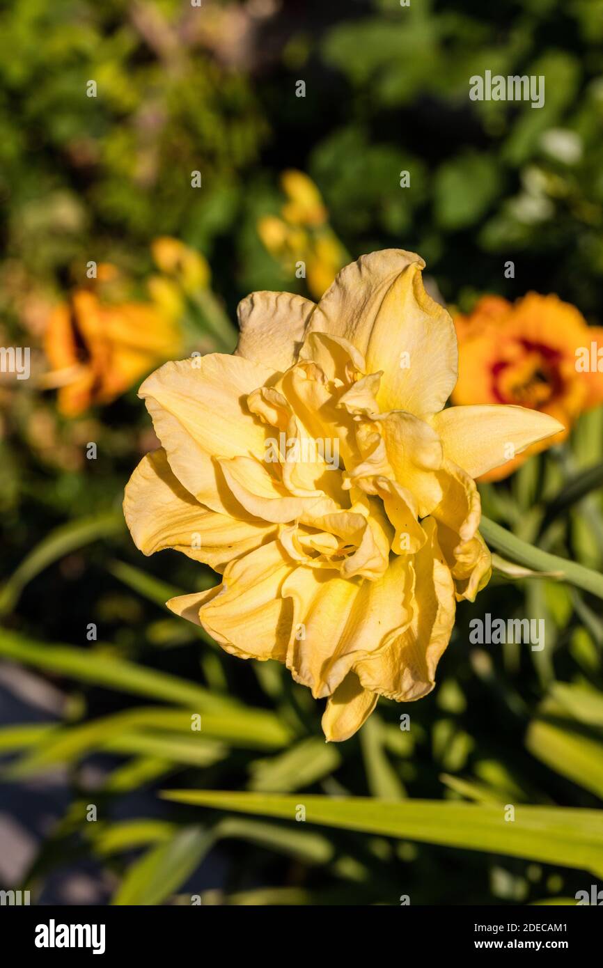 'Jean Swann' Daylily, Daglilja (Hemerocallis) Stockfoto