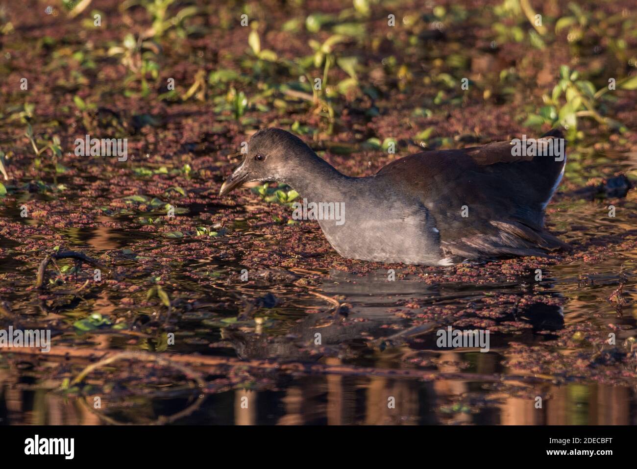 Die Gallinula galeata (Gallinula galeata) wat im Wasser des Sacramento National Wildlife Refuge in Kalifornien. Stockfoto