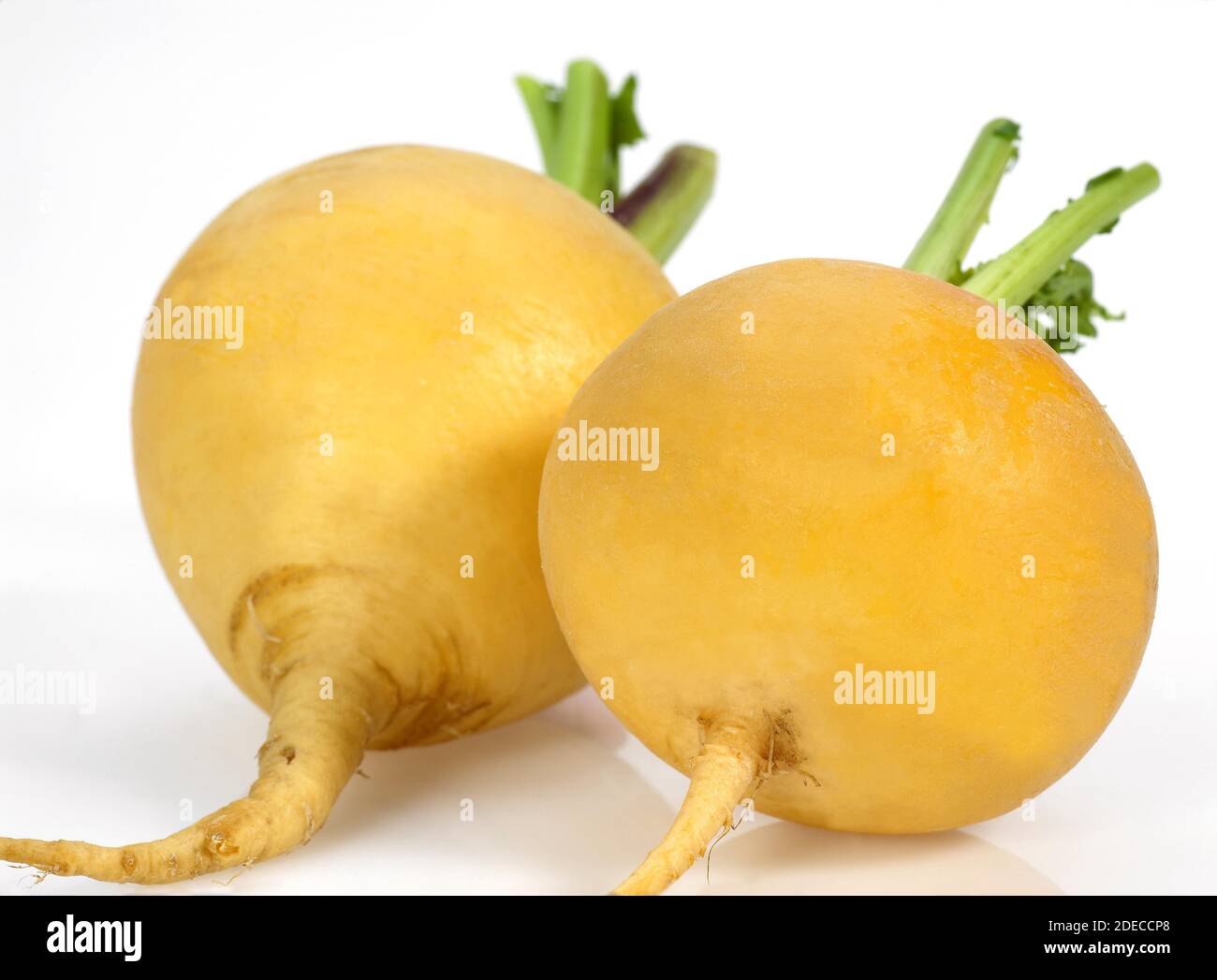 Golden Ball Rübe, Brassica Rapa, Gemüse vor weißem Hintergrund Stockfoto