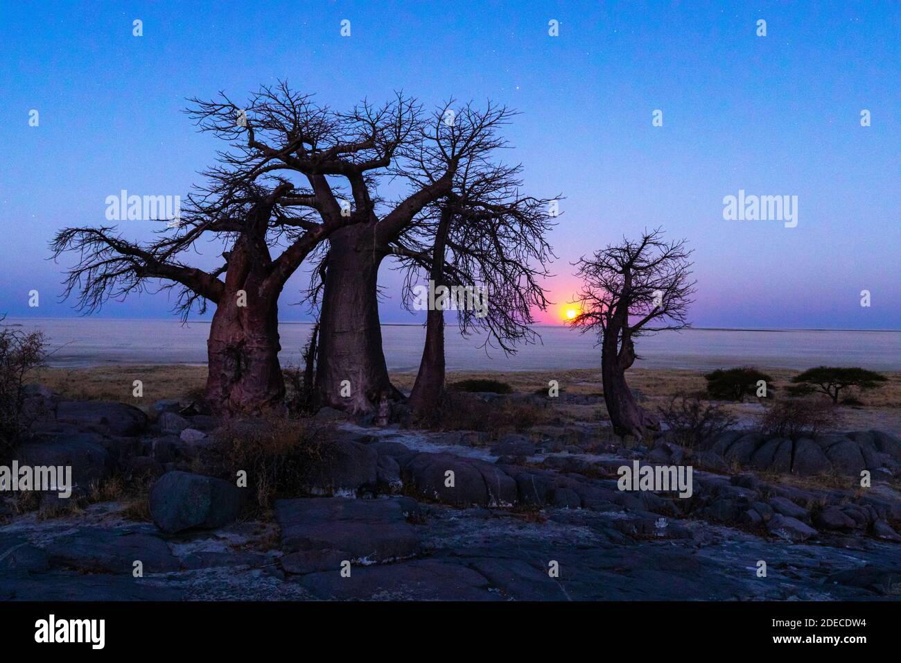 Der Vollmond steigt an den Baobab-Bäumen auf Stockfoto