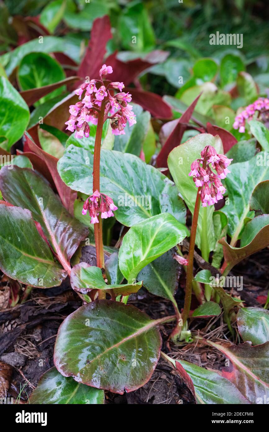 Elefanten ohren pflanze -Fotos und -Bildmaterial in hoher Auflsung  Alamy