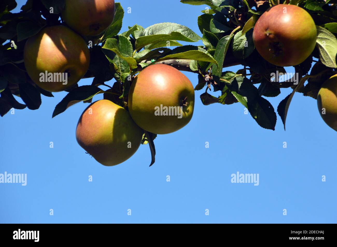 Malus Domestica 'King of the Pippins or reine de Reinettes' Äpfel, die im Obstgarten im RHS Garden Harlow Carr, Harrogate, Yorkshire, England, Großbritannien angebaut werden. Stockfoto