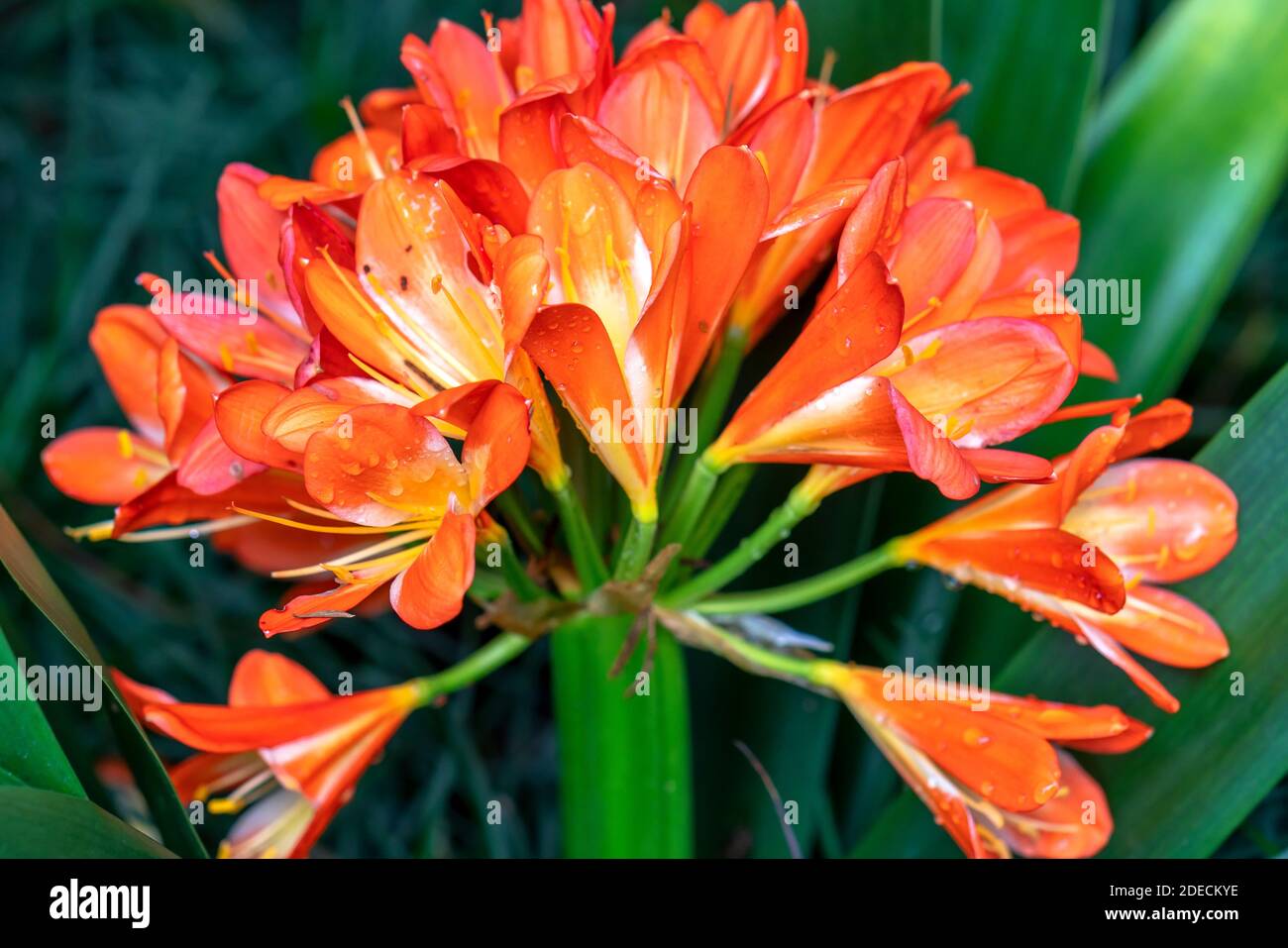 Orangenbuschlilie blüht mit Blättern im Kräutergarten. Es hat eine lange, leuchtend grüne Blätter und produziert starke Blütenstände gekrönt Stockfoto