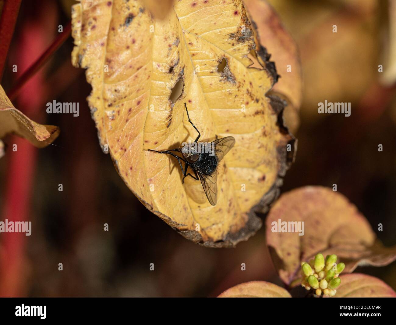 Eine Nahaufnahme einer Luftfliege, die auf einem Herbst ruht Blatt, das die Details seiner zusammengesetzten Augen zeigt Stockfoto