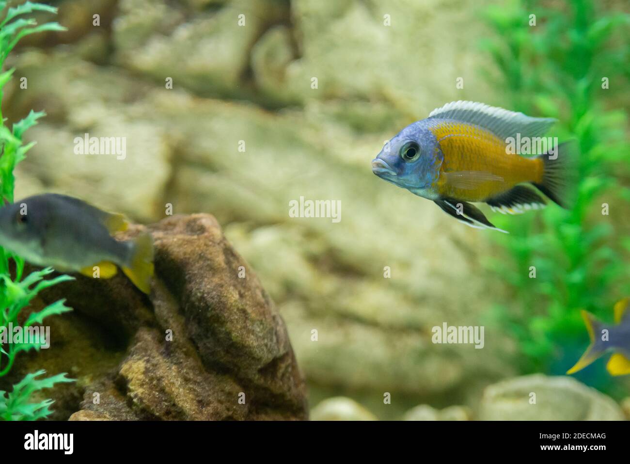 Copadichromis borleyi Kadango. Kadango Red Fin, Haplochromis