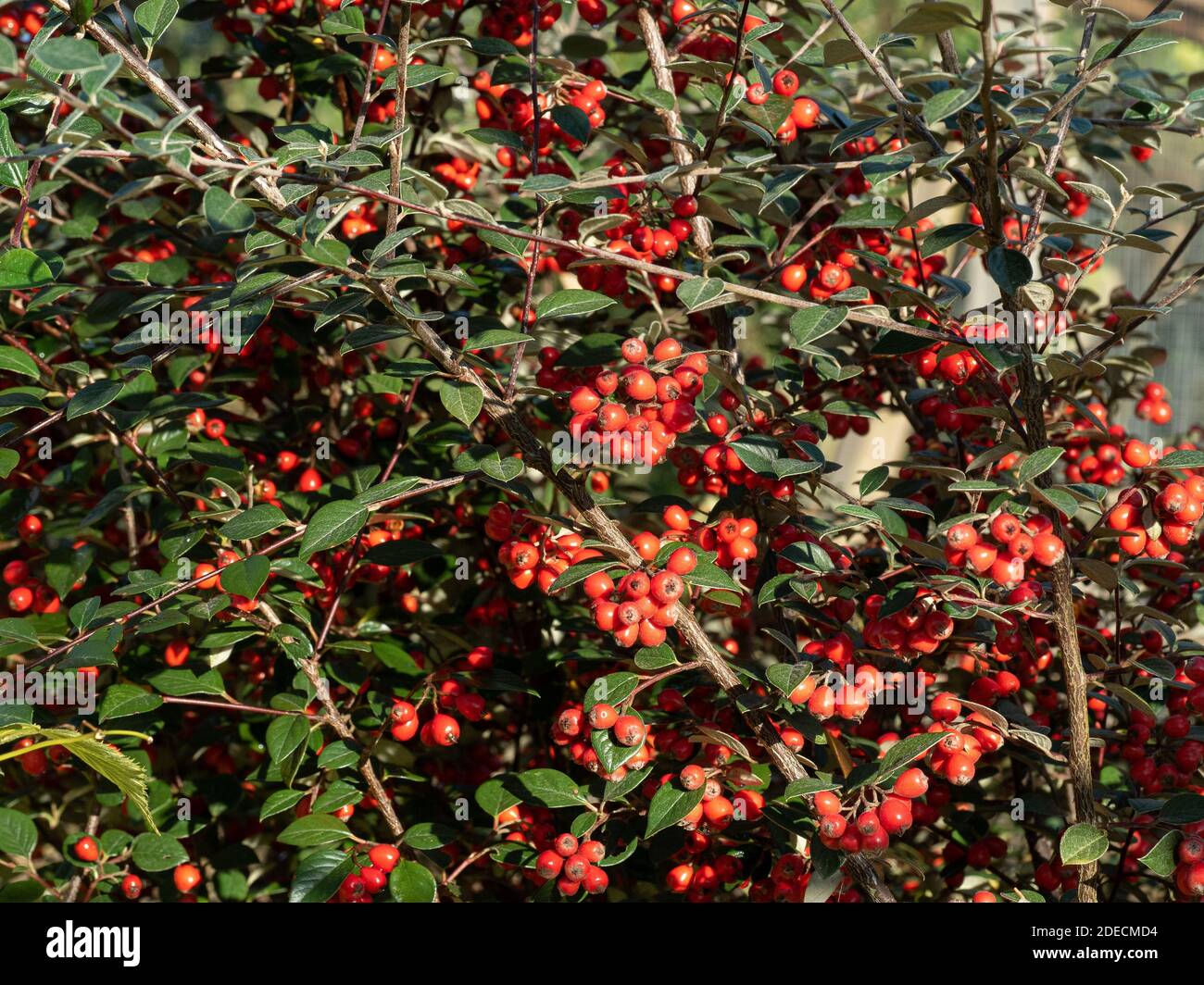 Ein Busch von Cotoneaster lacteus zeigt das grau-grüne immergrün Laub und die leuchtend roten Beeren Stockfoto