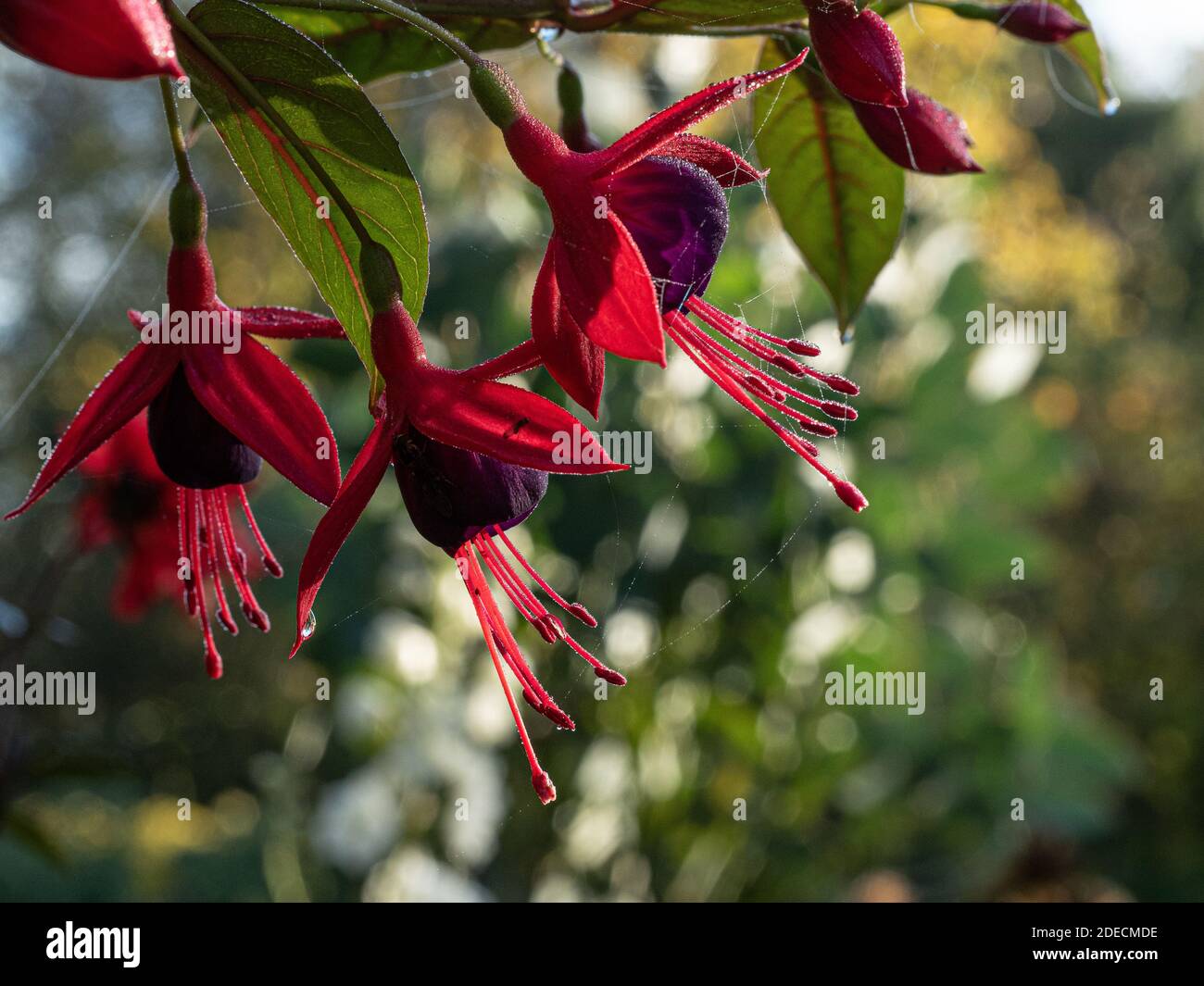 Eine Nahaufnahme der roten und kastanienbraunen Blüten von Die kletternde Fuchsia Lady Boothby Stockfoto