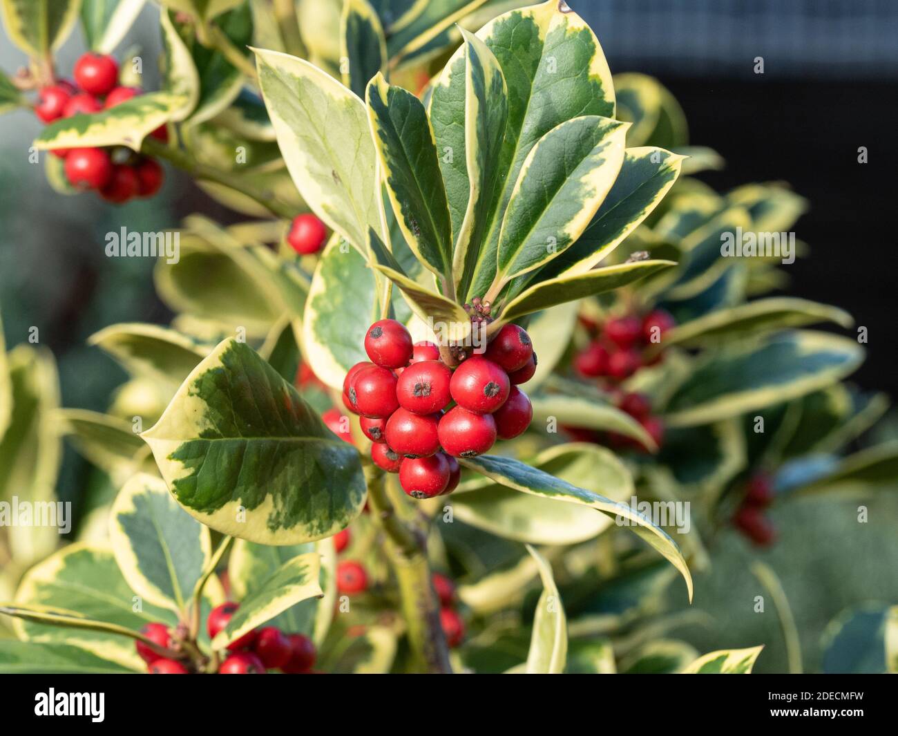 Ilex Ohne Stacheln Mit Roten Beeren Holly leaves (ilex) -Fotos und -Bildmaterial in hoher Auflösung – Alamy