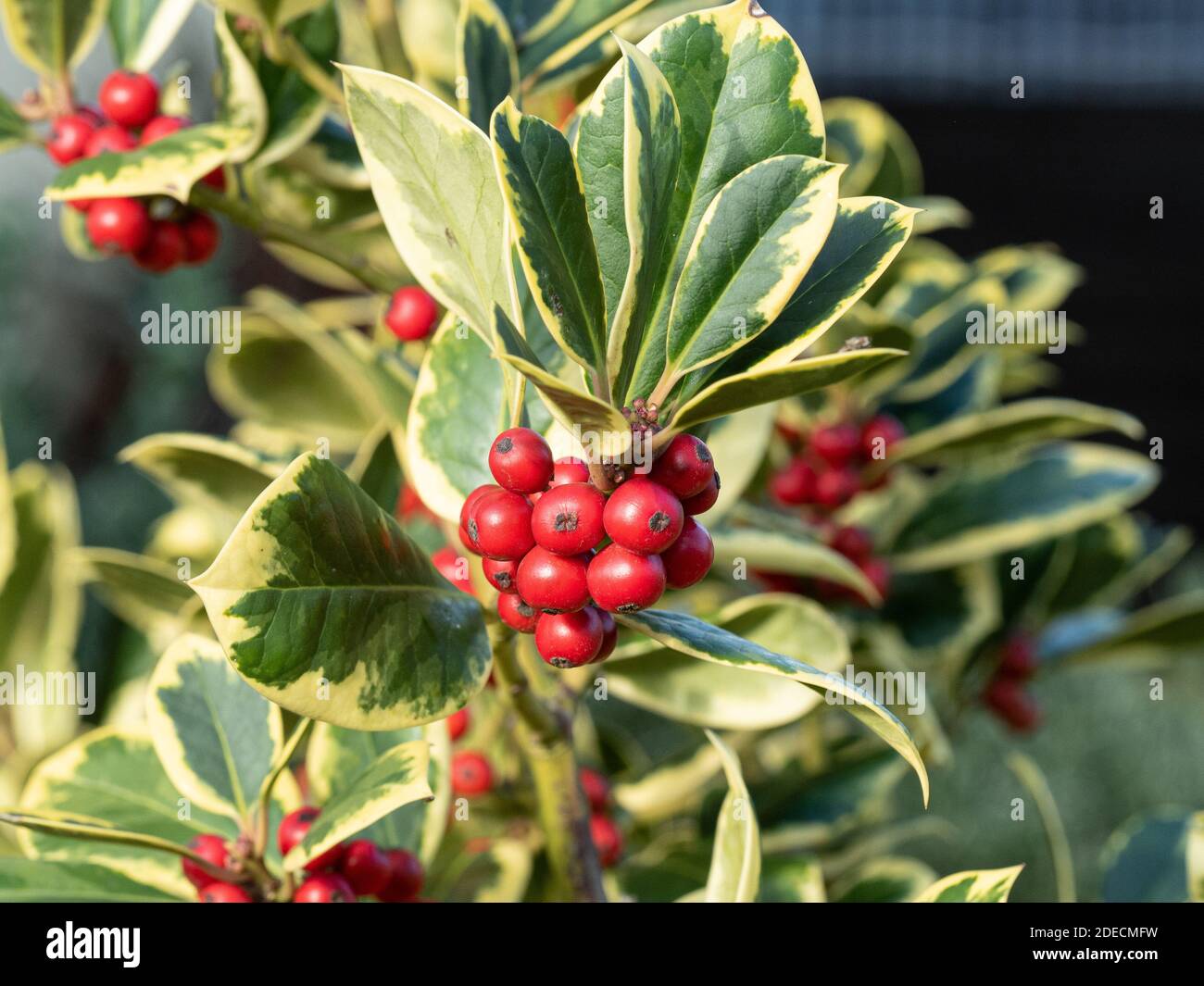 Eine Nahaufnahme der roten Beeren und goldfarben Laub des Stechpalms Ilex Golden King Stockfoto