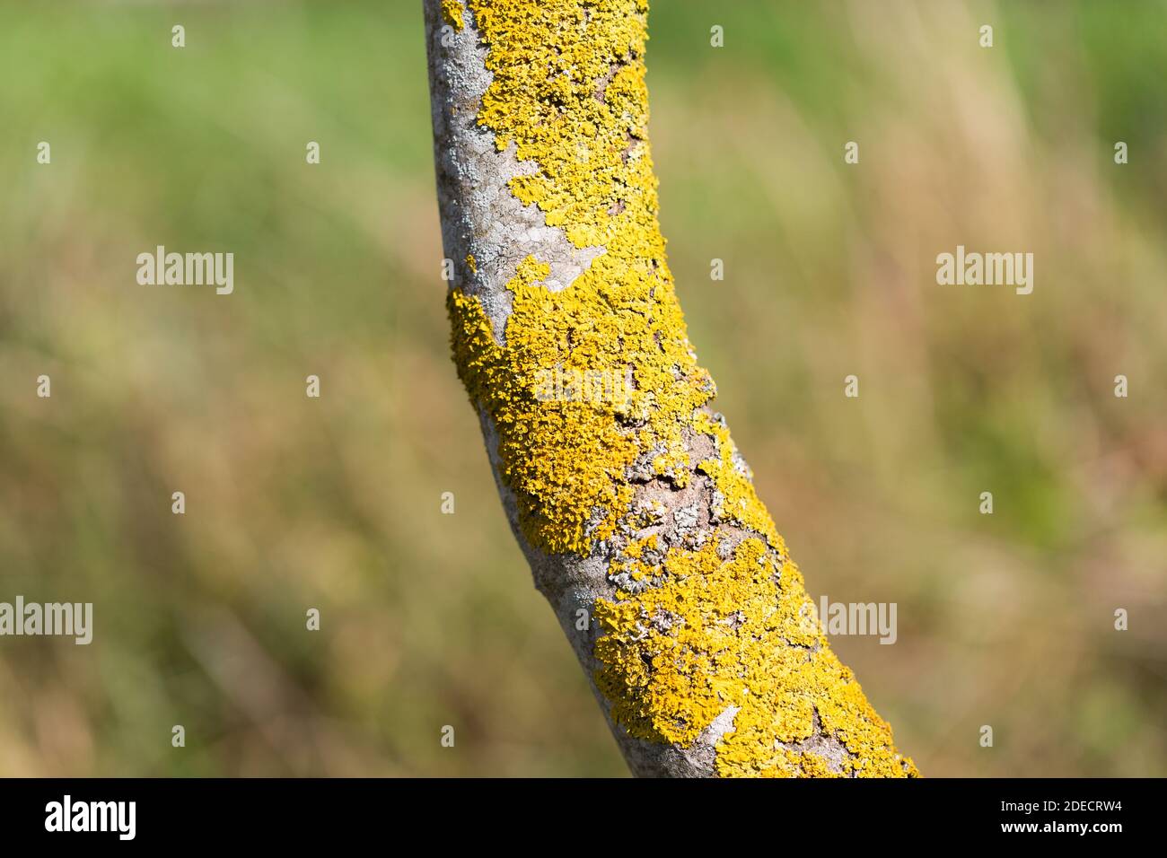 Nahaufnahme eines Zweiges mit Xanthoria parietina. Eine gelb gefärbte Flechte, die besser bekannt ist als gewöhnliche orange Flechte oder gelbe Skala. Stockfoto