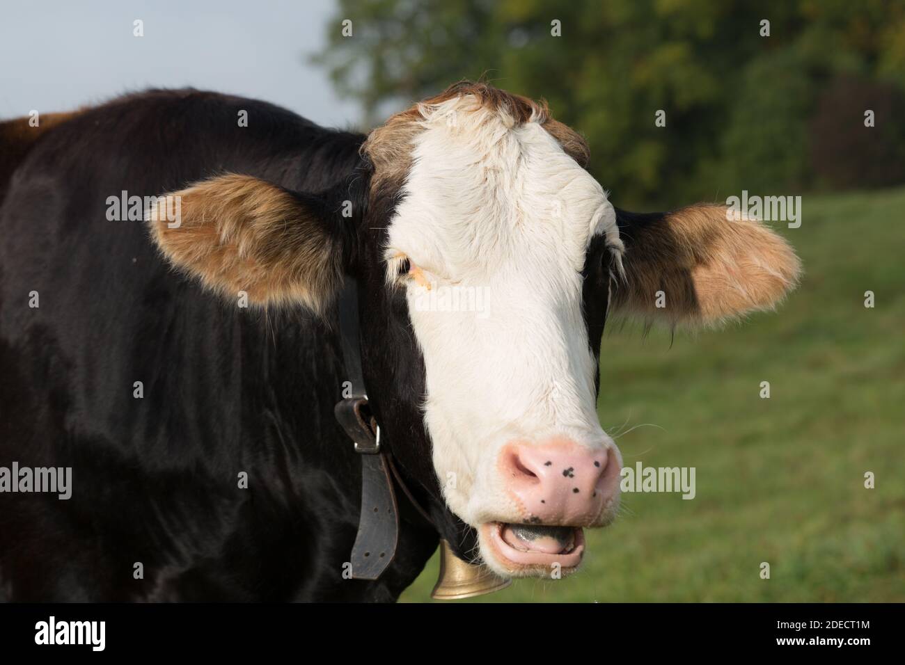 Nahaufnahme einer schwarz-weißen Milchkuh. Die Kuh kaut Gras und dreht ihren Kopf zur Kamera. Auf einer Weide in oberbayern. Stockfoto