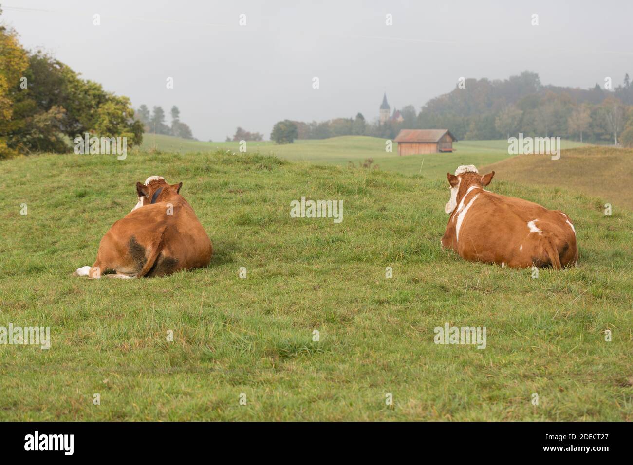 Blick auf den Rücken zweier liegender Milchkühe. Beide machen eine Pause auf einer grünen Weide. Idyllische Landschaft, Symbol für Landwirtschaft, Viehzucht und Ökologie Stockfoto