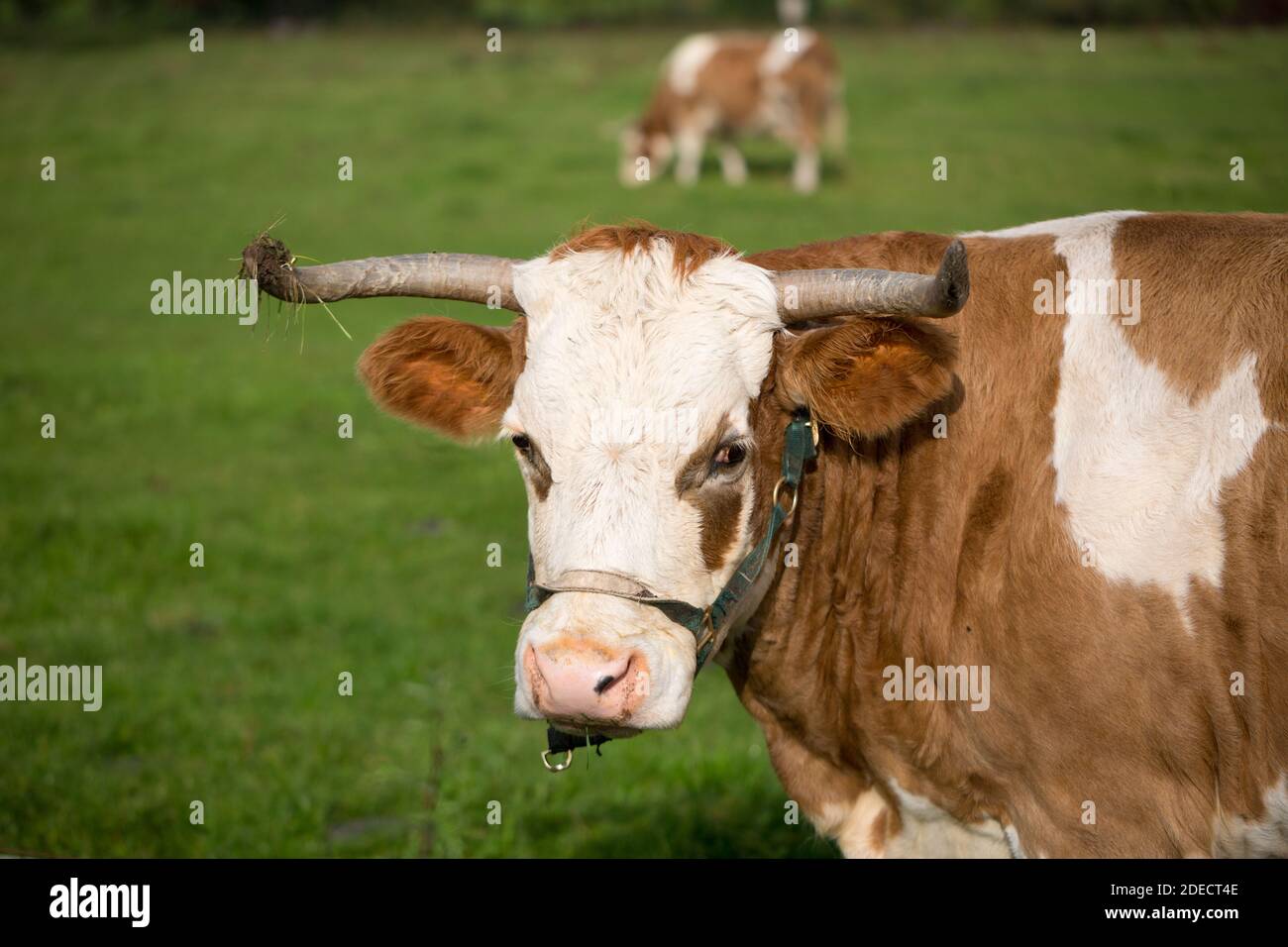Porträt einer gehörnten Kuh auf einer Weide. Symbol für ökologische und tierfreundliche Landwirtschaft. Stockfoto