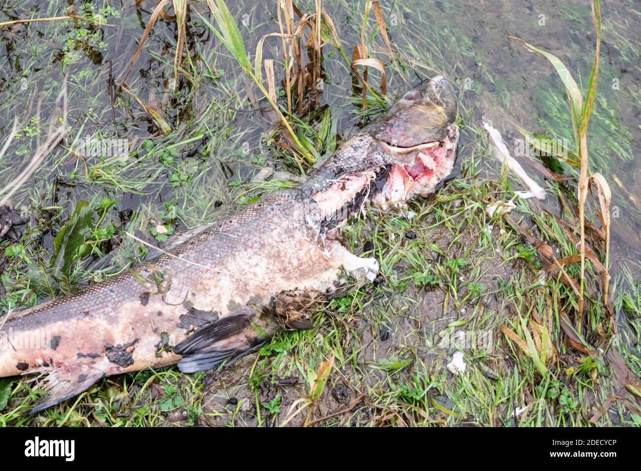 Toter Lachs an einem Flussufer in Cumbria, Großbritannien Stockfoto