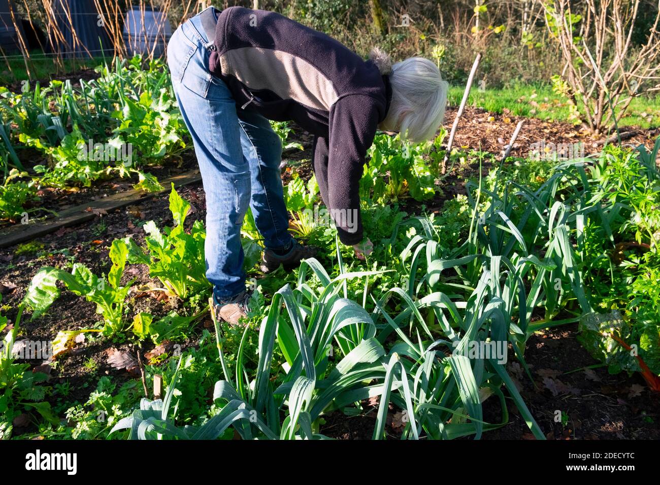 Ältere Frau Biegen über Kommissionierung grünen Salat Blätter grünen Lauch Anbau in ländlichen Garten Bio-hausgewachsenen Gemüsegarten Wales UK KATHY DEWITT Stockfoto