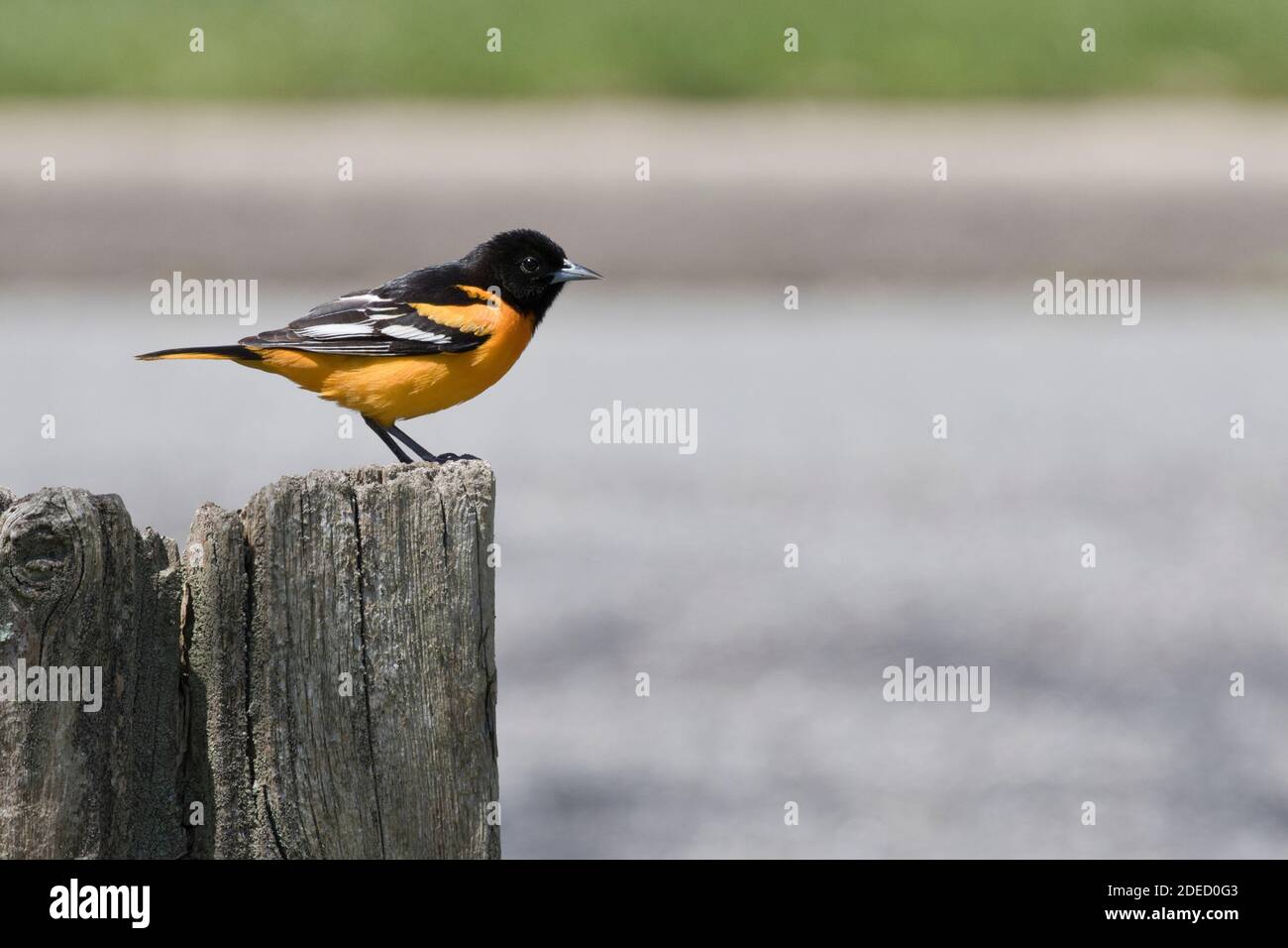 Baltimore Oriole (Icterus galbula) Stockfoto