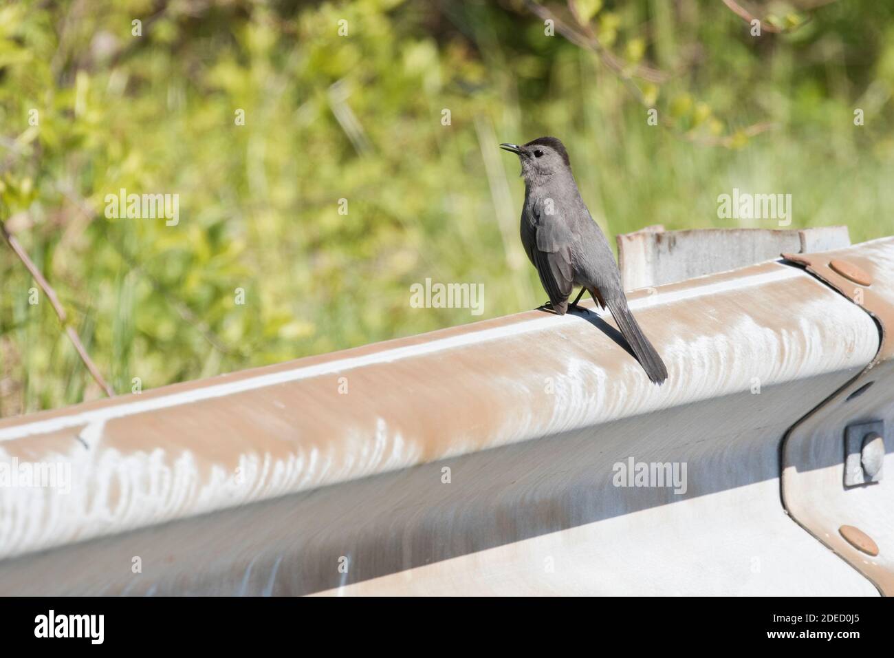 Grauer Catbird (Dumetella carolinensis), der auf einer Schutzschiene thront, Long Island New York Stockfoto