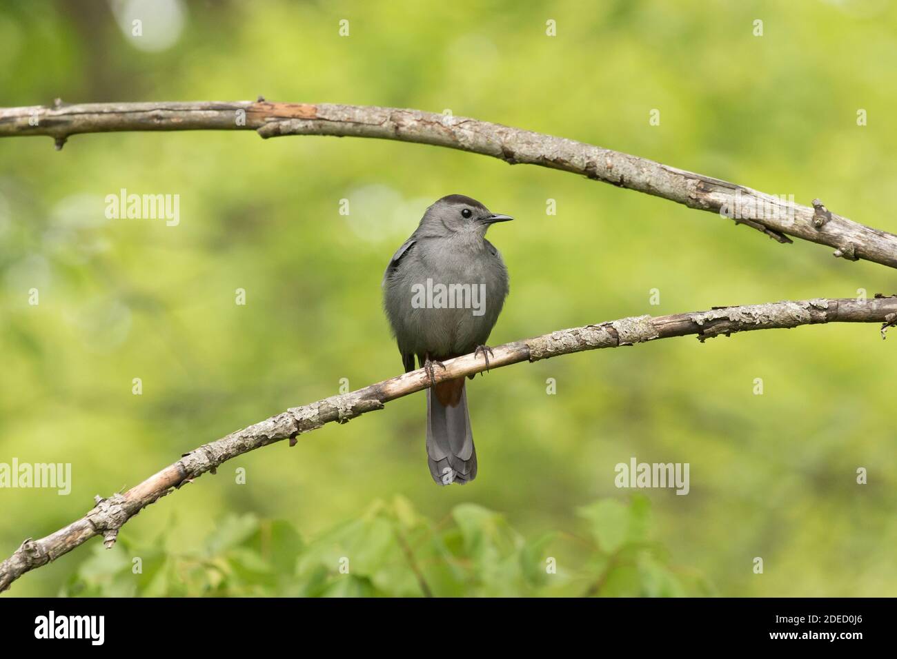Grauer Catbird (Dumetella carolinensis) auf einem Zweig, Long Island New York Stockfoto