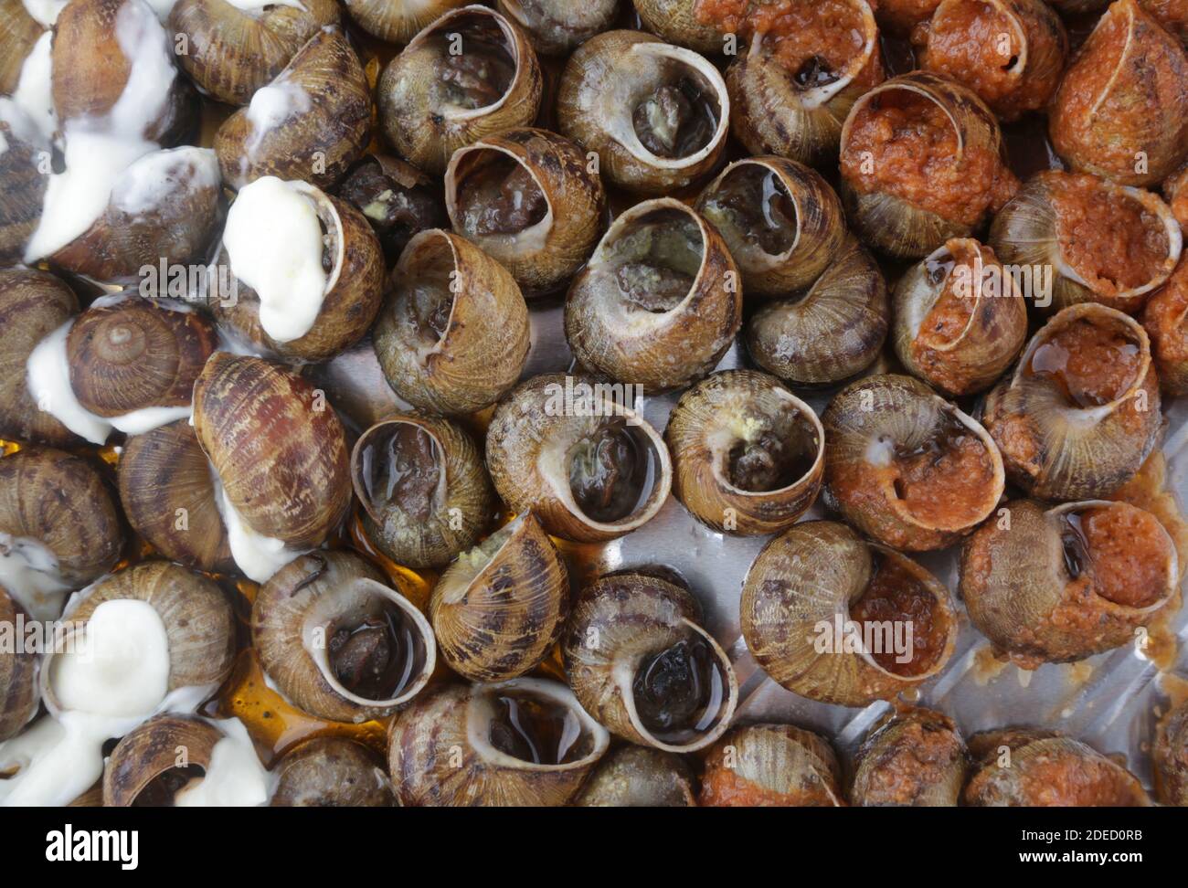 Gekochte Schnecken mit Tomate und Alioli-Sauce Stockfoto