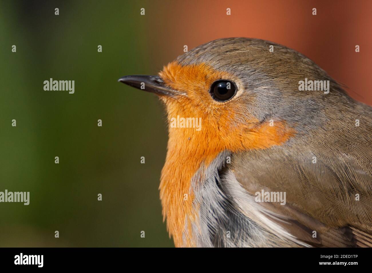Europäischer Rotkehlchen (Erithacus rubecula, Erithacus rubecula rubecula), Erwachsener, Porträt, Deutschland Stockfoto