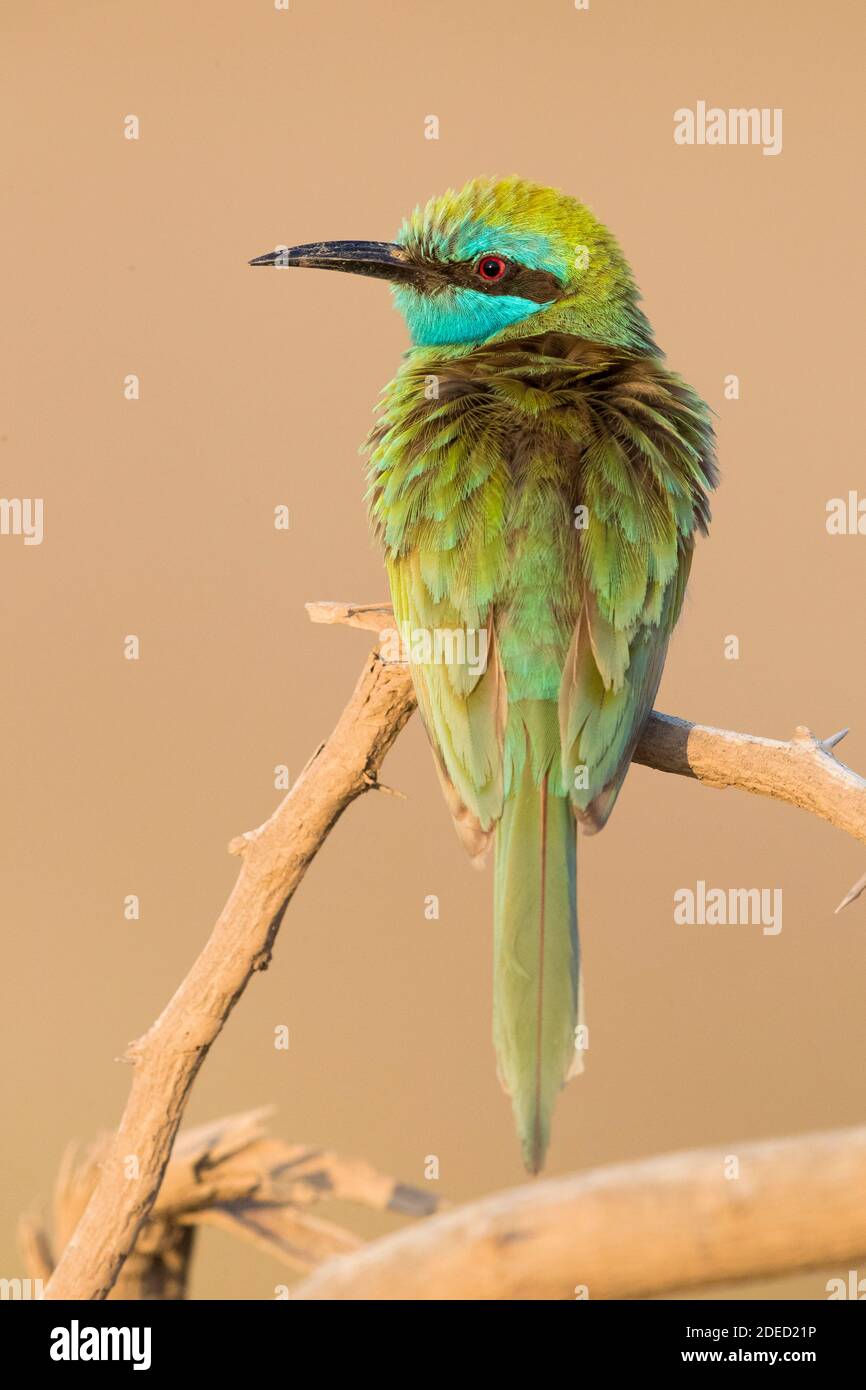 Kleiner grüner Bienenfresser (Merops orientalis cyanophrys, Merops cyanophrys), Erwachsener auf einem Ast, Oman, Dhofar Stockfoto