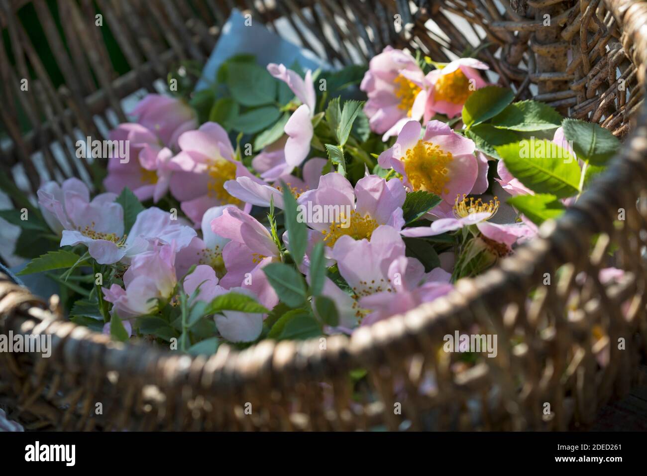 Hunderose (Rosa canina), Rosenblüten werden gesammelt, Deutschland Stockfoto