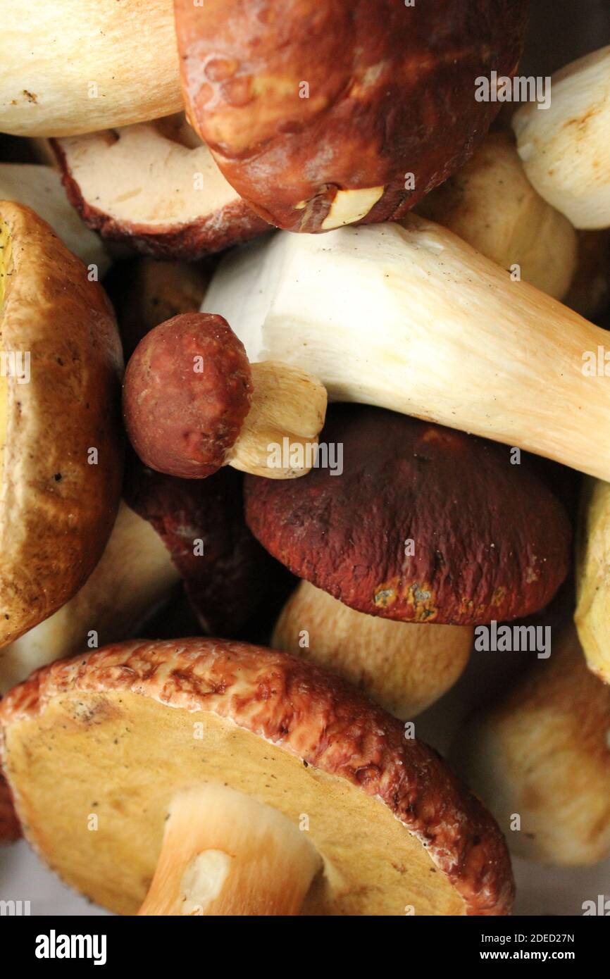 Frische Champignon-Pilze isoliert auf weiß und braun. Stockfoto