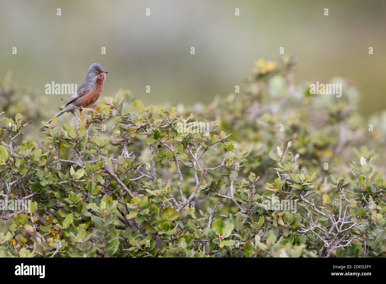 dartford-Waldsänger (Sylvia undata undata, Curruca undata undata), erwachsener Rüde auf einer aok, Frankreich Stockfoto