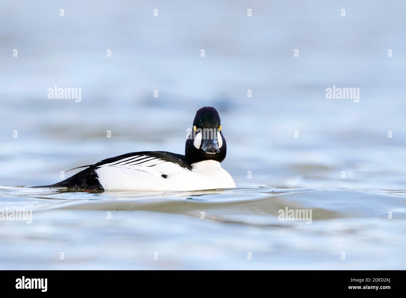 Gewöhnliches Goldeneye, Goldeneye Duckling (Bucephala clangula), erwachsener männlicher Erwachsener, der direkt zur Kamera schaut, Deutschland Stockfoto