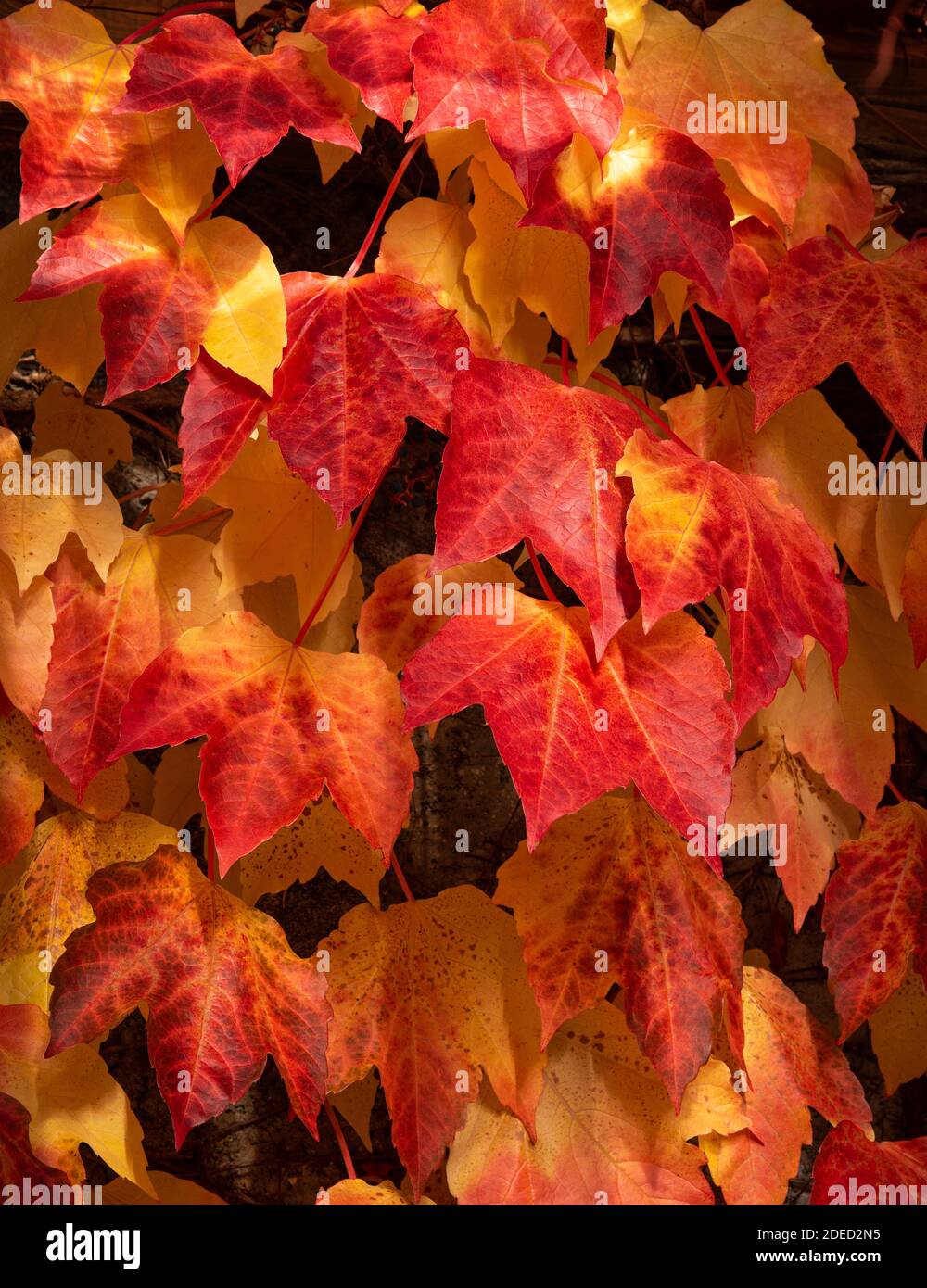 Boston Efeu mit roten Blättern, Herbsthintergrund Stockfoto