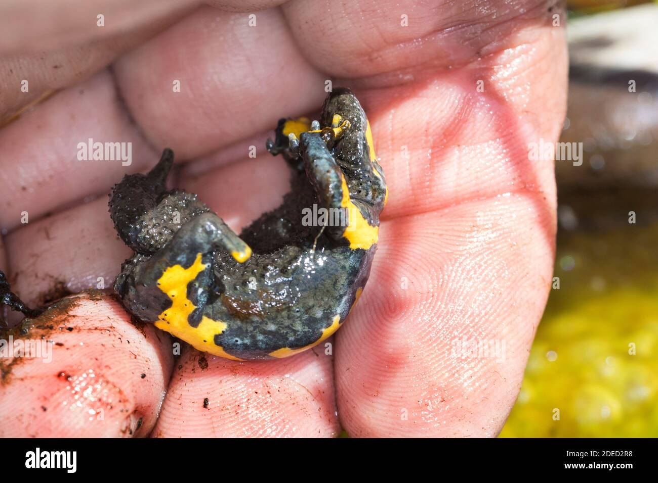 Gelbbauchkröte, Gelbbauchkröte, bunte Feuerkröte (Bombina variegata), unken-Reflex bei Gefahr, Deutschland Stockfoto