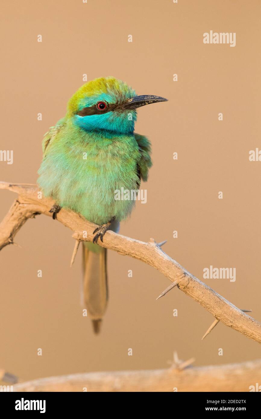 Kleiner grüner Bienenfresser (Merops orientalis cyanophrys, Merops cyanophrys), Erwachsener auf einem Ast, Oman, Dhofar Stockfoto