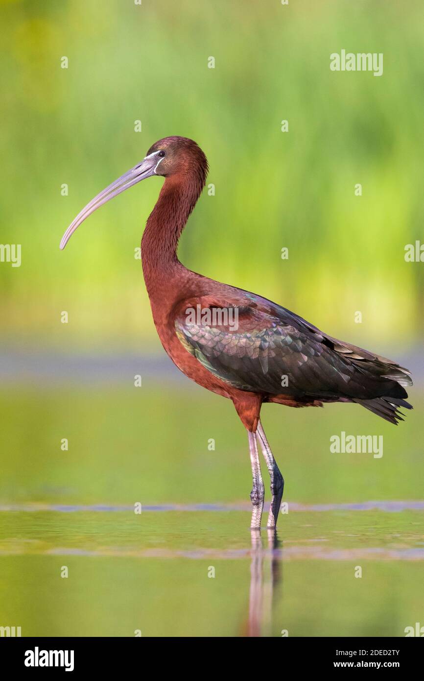 Hochglanz-Ibis (Plegadis falcinellus), Seitenansicht eines Erwachsenen, der in einem Teich steht, Italien, Kampanien Stockfoto