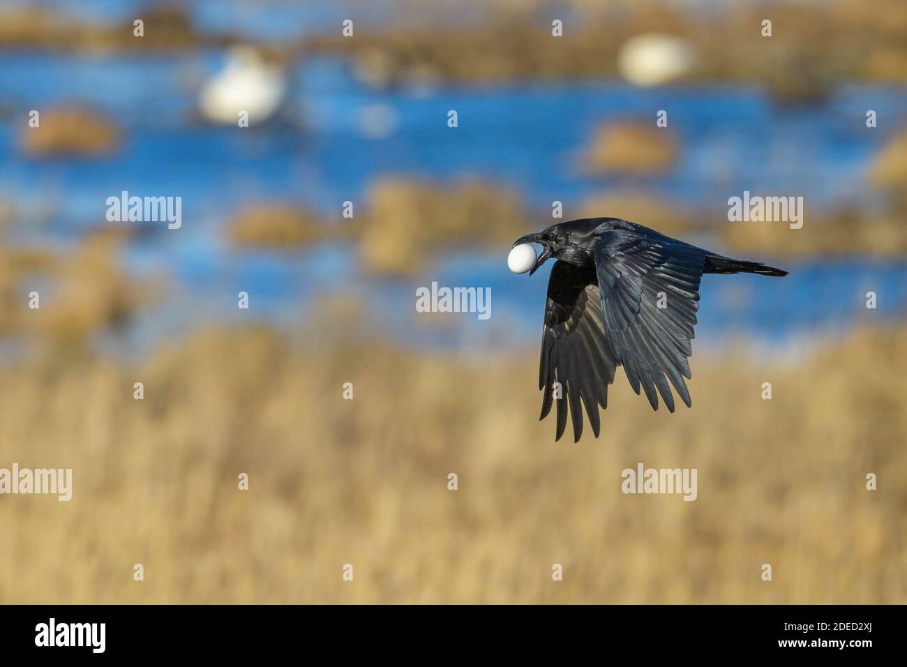 Rabe (Corvus corax), mit gestohlenem Gänseei, Schweden, Vaestergoetland, Falkoeping Stockfoto